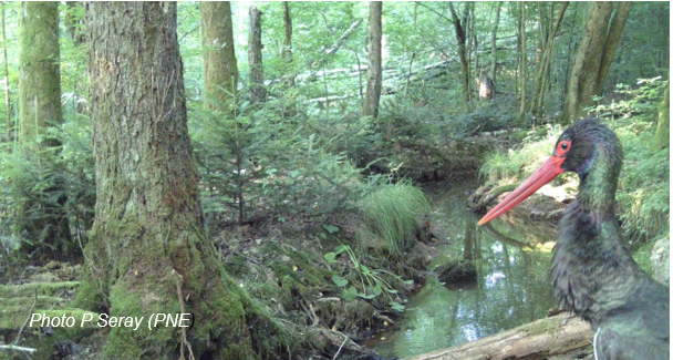 Cigogne noire dans son habitat forestier