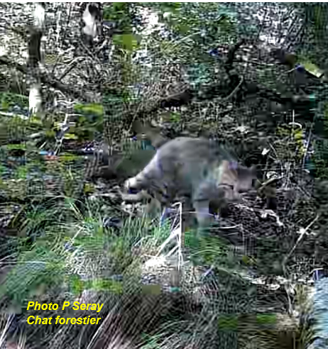 Le Chat forestier